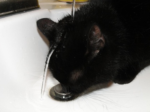 Some cats find their own ways of getting water!